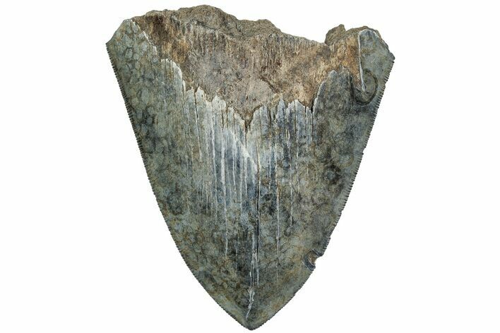 Partial Megalodon Tooth - Serrated Blade #194080